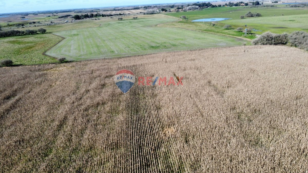 Foto 12 — CAMPO VENTA 32 HECTAREAS EN GENERAL MADARIAGA