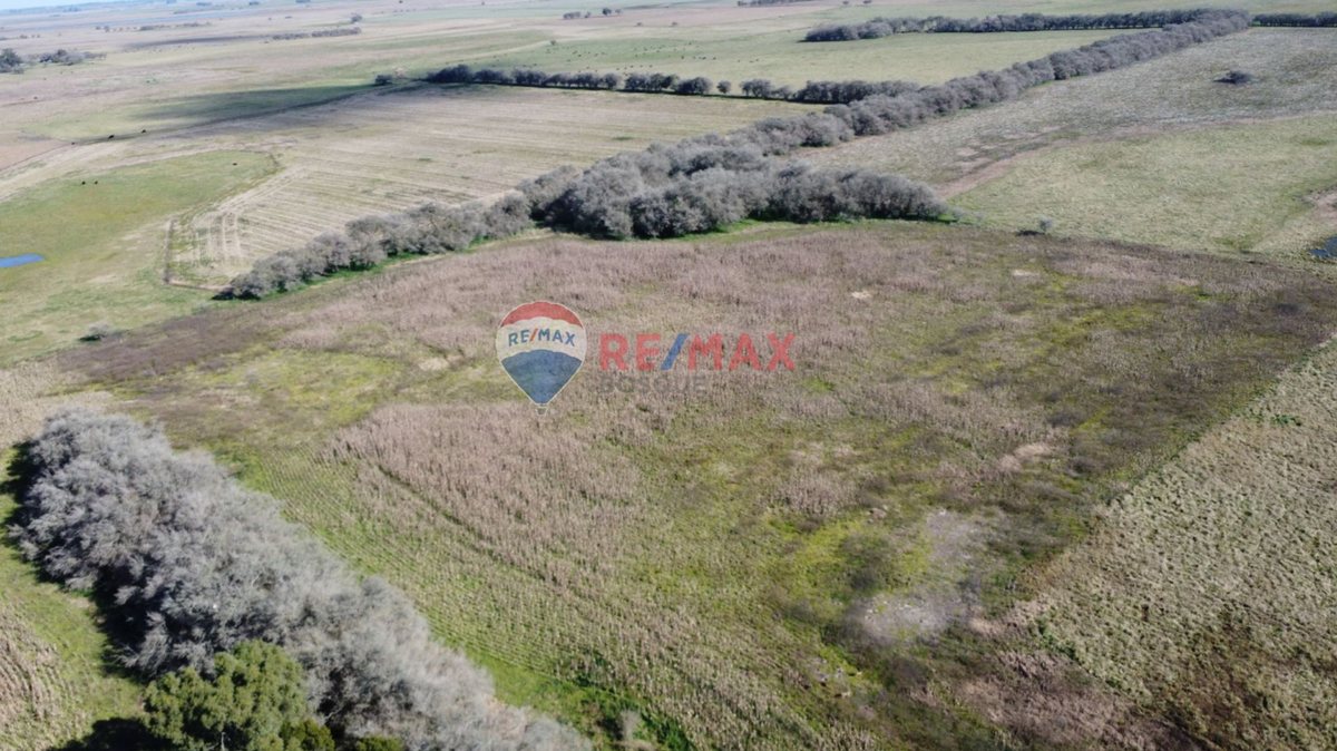 Foto 6 — CAMPO VENTA 32 HECTAREAS EN GENERAL MADARIAGA