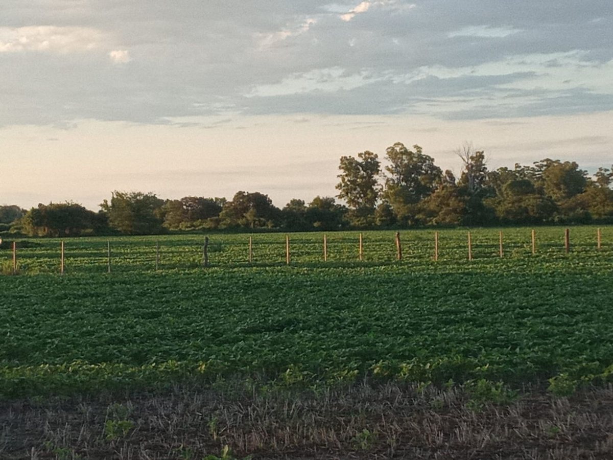 Campo agrícola en Monte Vera