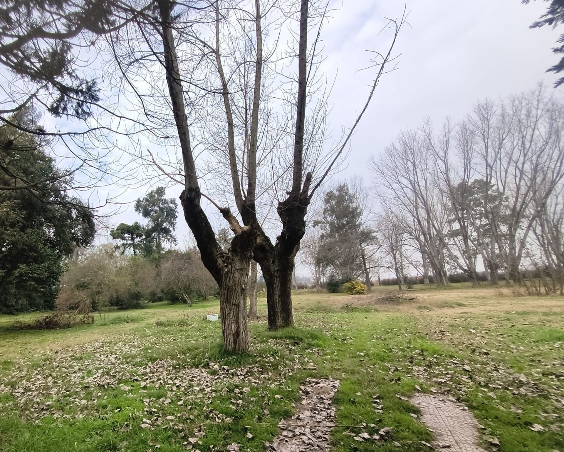 Foto 5 — VENTA LOTE 1 HECTAREA PTE DERQUI