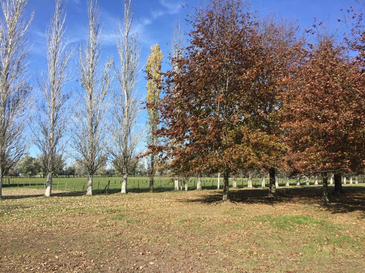 Foto 10 — CAMPO EN VENTA EN GENERAL LAS HERAS