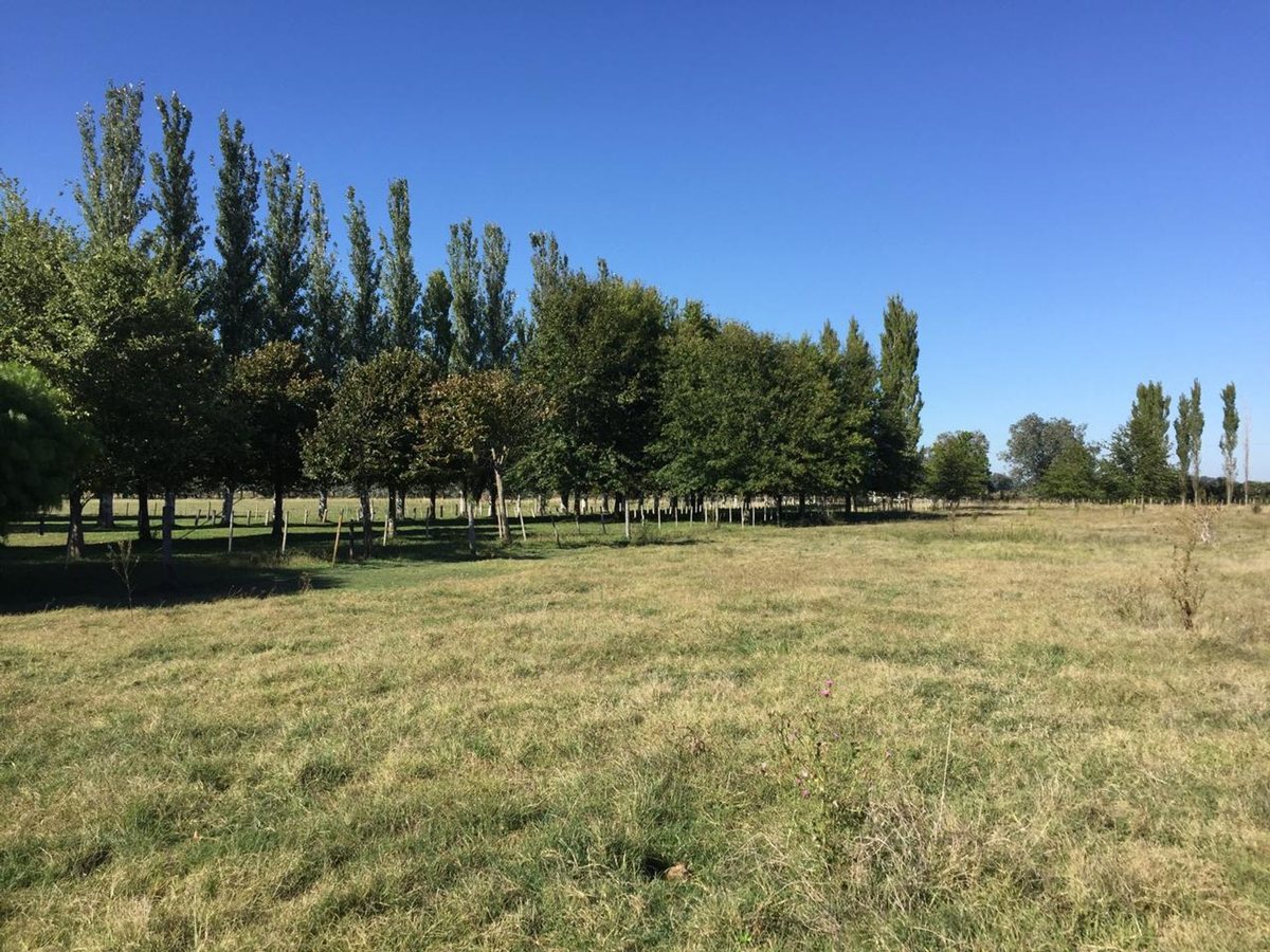 Foto 19 — CAMPO EN VENTA EN GENERAL LAS HERAS