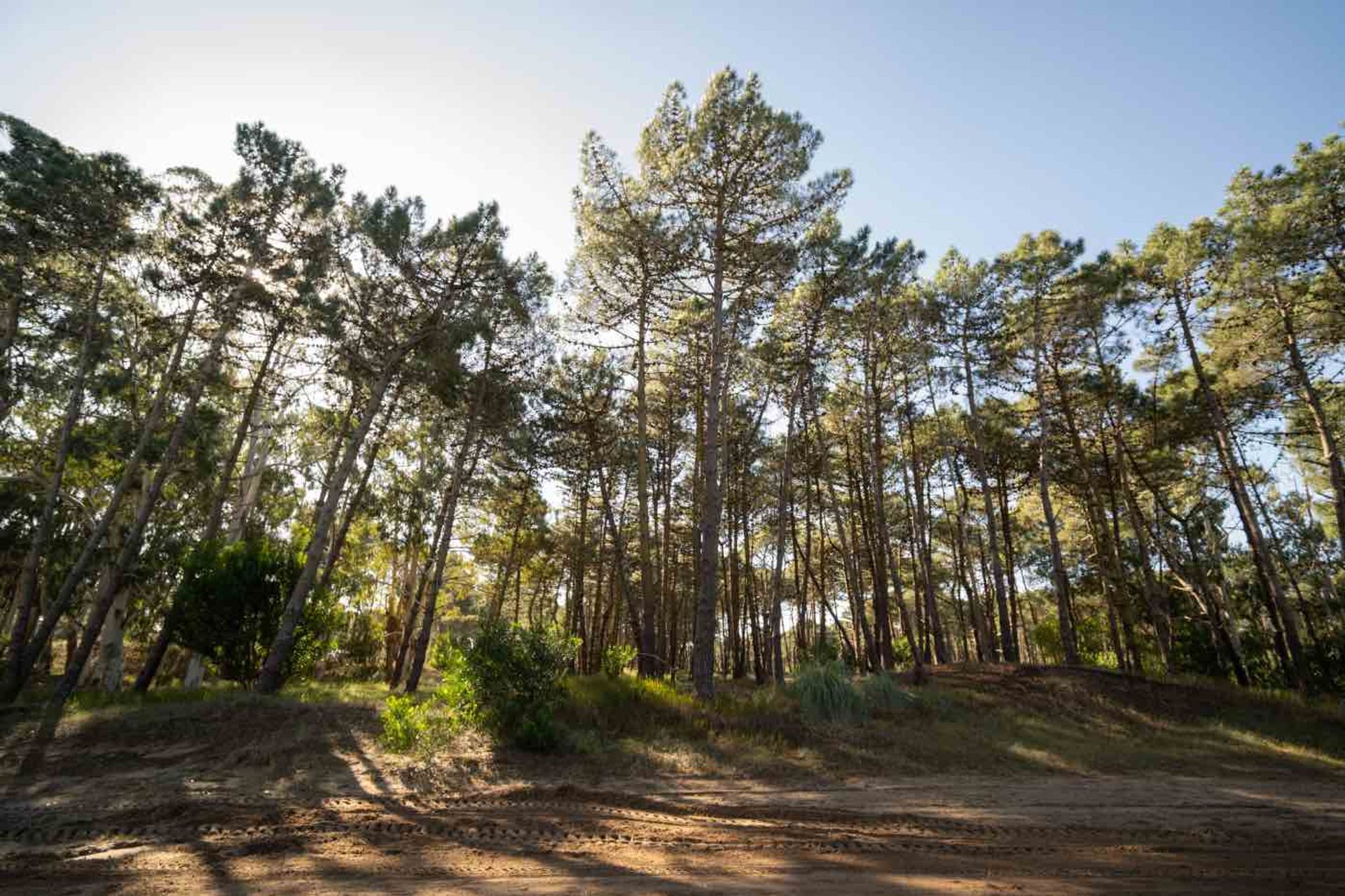 Foto 4 — VENTA LOTE BARRIO BOSQUES ETAPA 1
