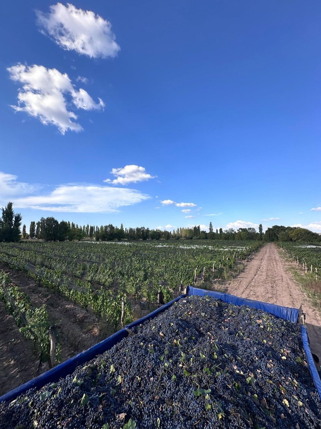 Hermosa finca en venta en Agrelo