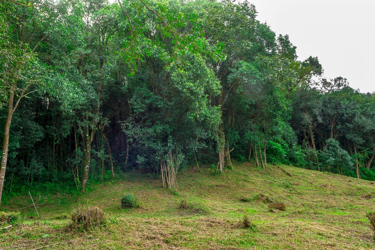 TERRENO EN VENTA LOS ZARZOS SAN LORENZO - foto 19