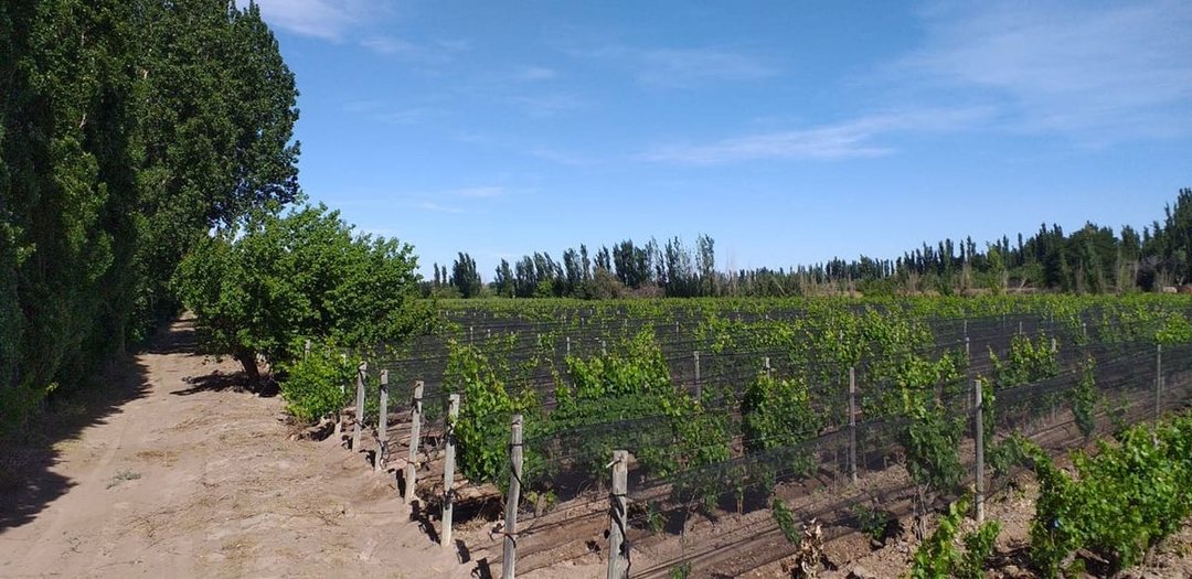 OPORTUNIDAD  VENTA FINCA JAIME PRATS SAN RAFAEL