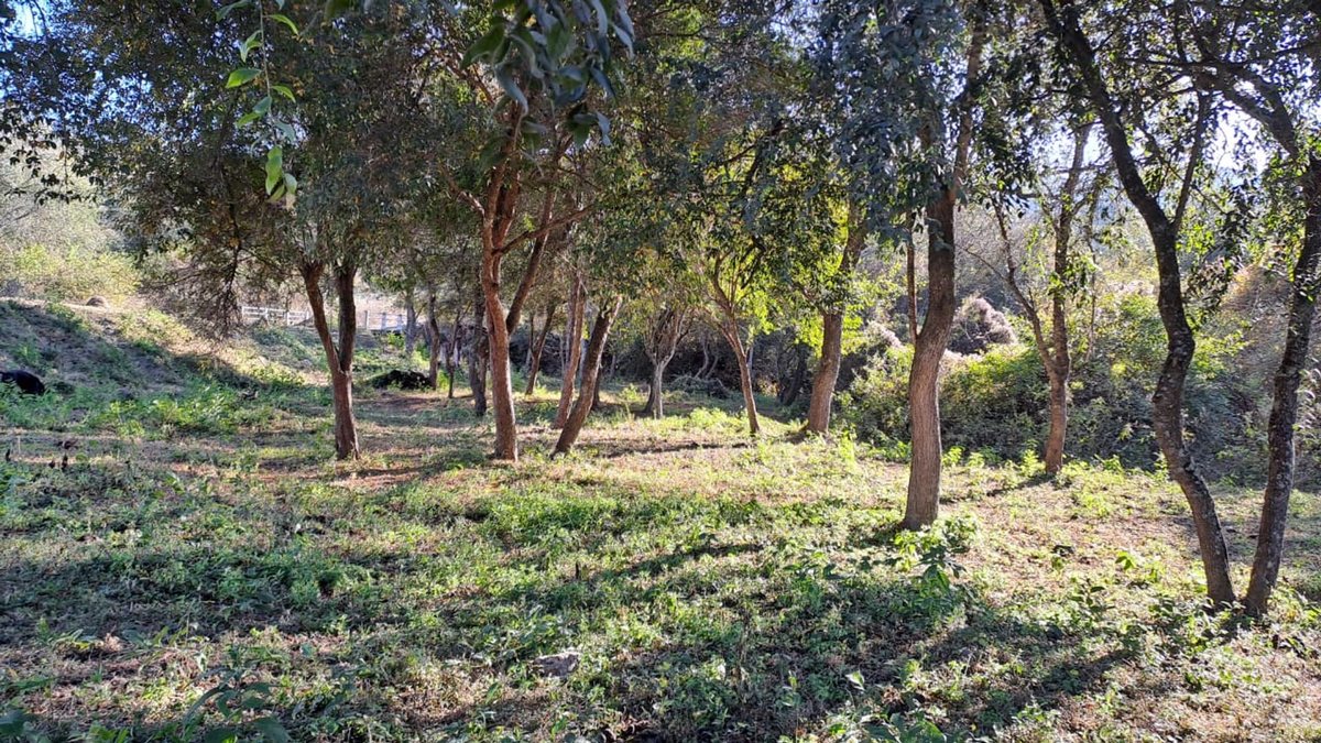 TERRENO VENTA LA MISION LA CALDERA - foto 2